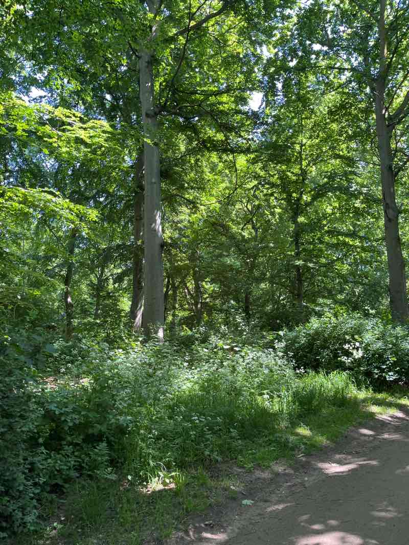 walking near me in Søndermarken in spring