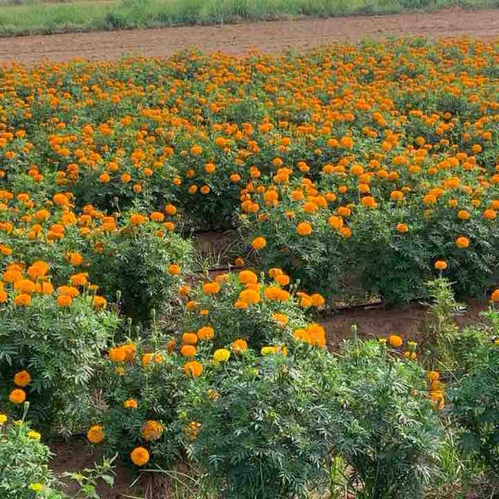 Vamsi post 1