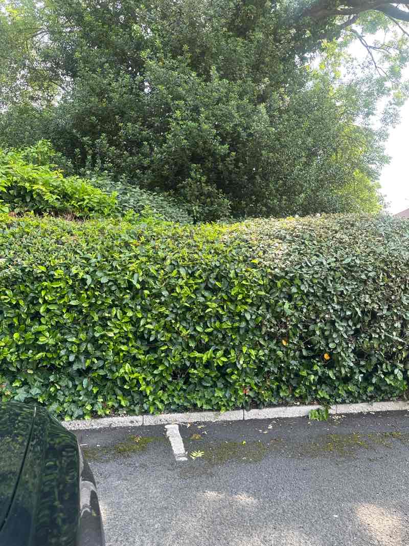 walking near me in Golden Jubilee Gardens in summer