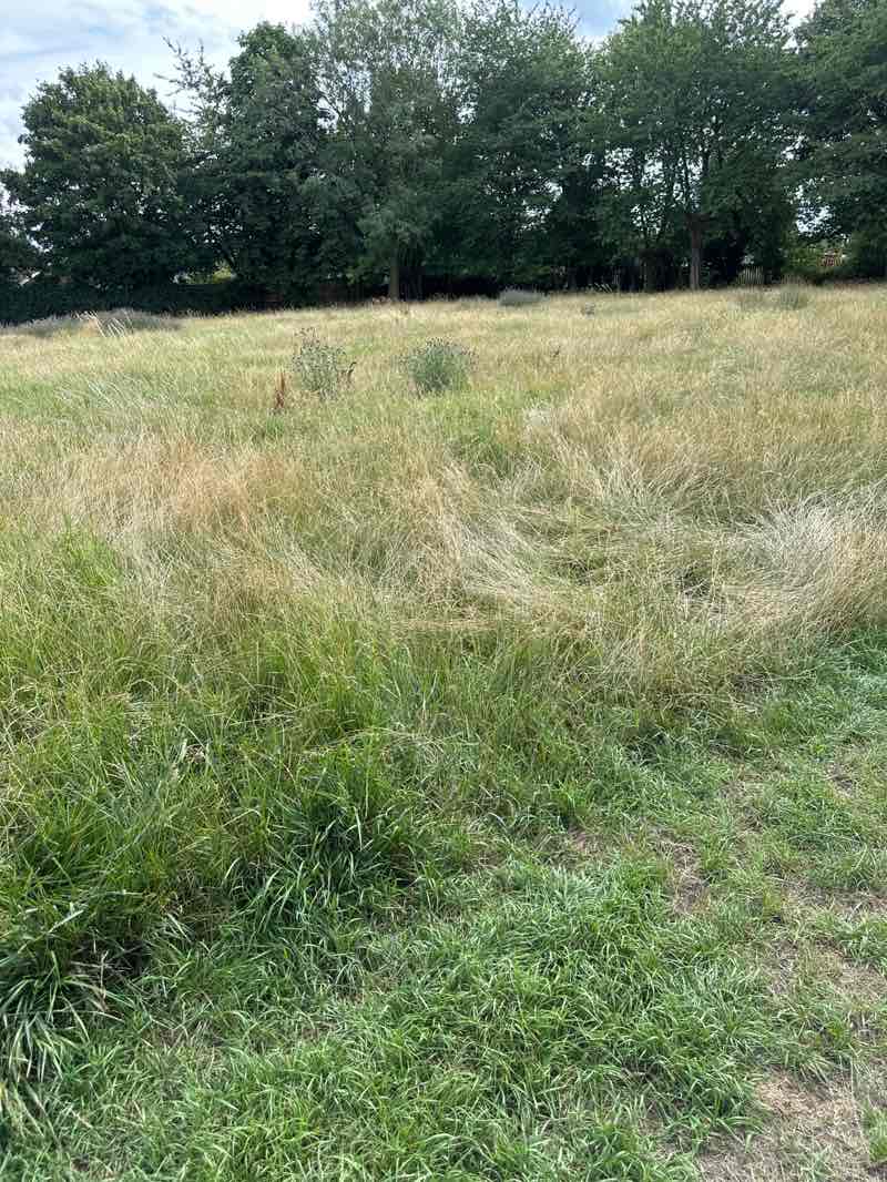 walking near me in Collingwood Drive Open Green Space in autumn