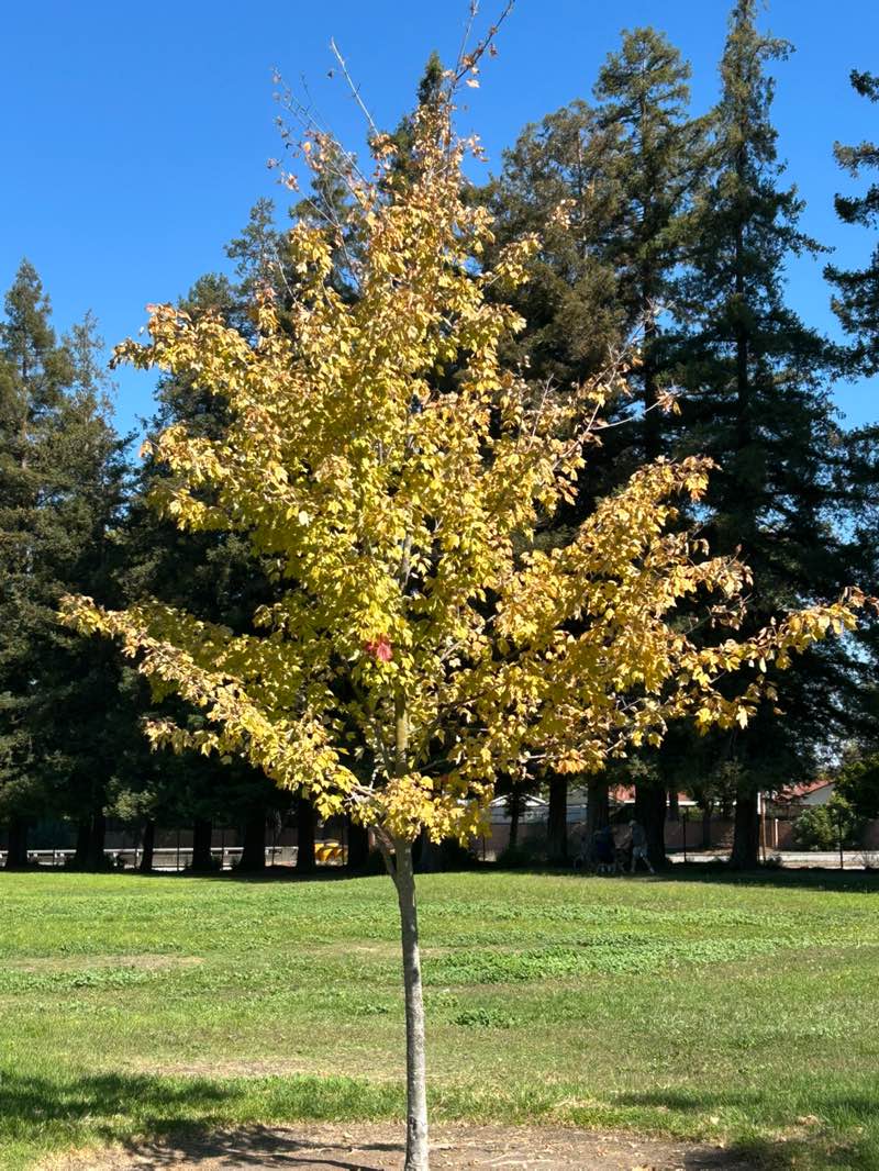 walking near me in Mary Gomez Park in autumn