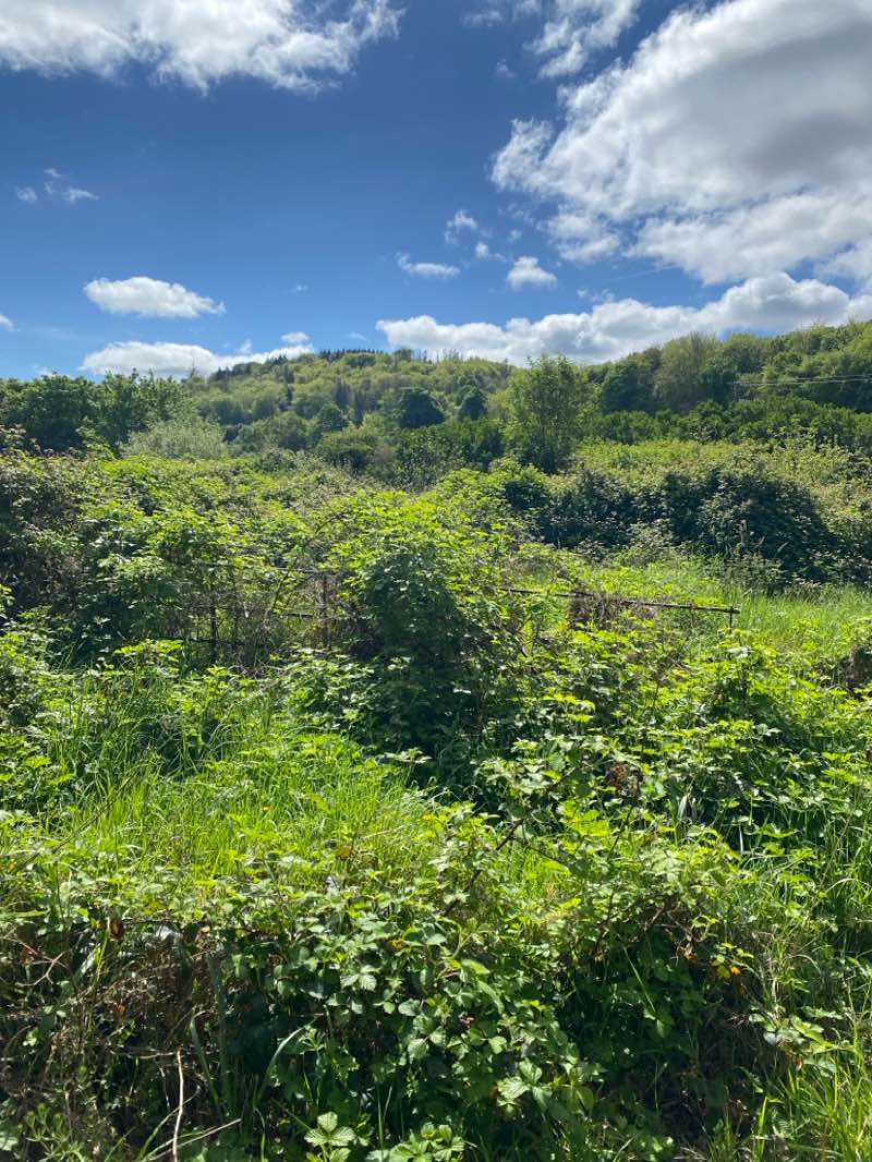 walking near me in Cleveragh Regional Park in spring