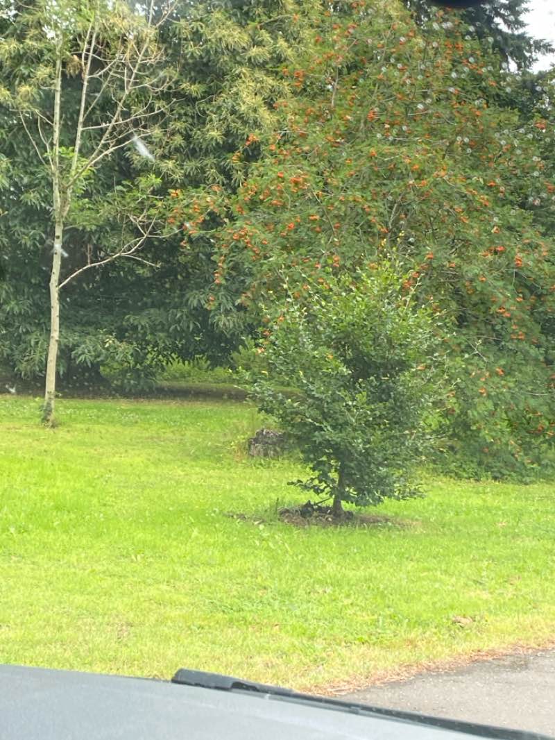 walking near me in Derriaghy Glen Linear Park in summer