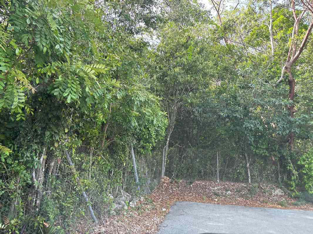 walking near me in Hattie Bauer Hammock Preserve in spring