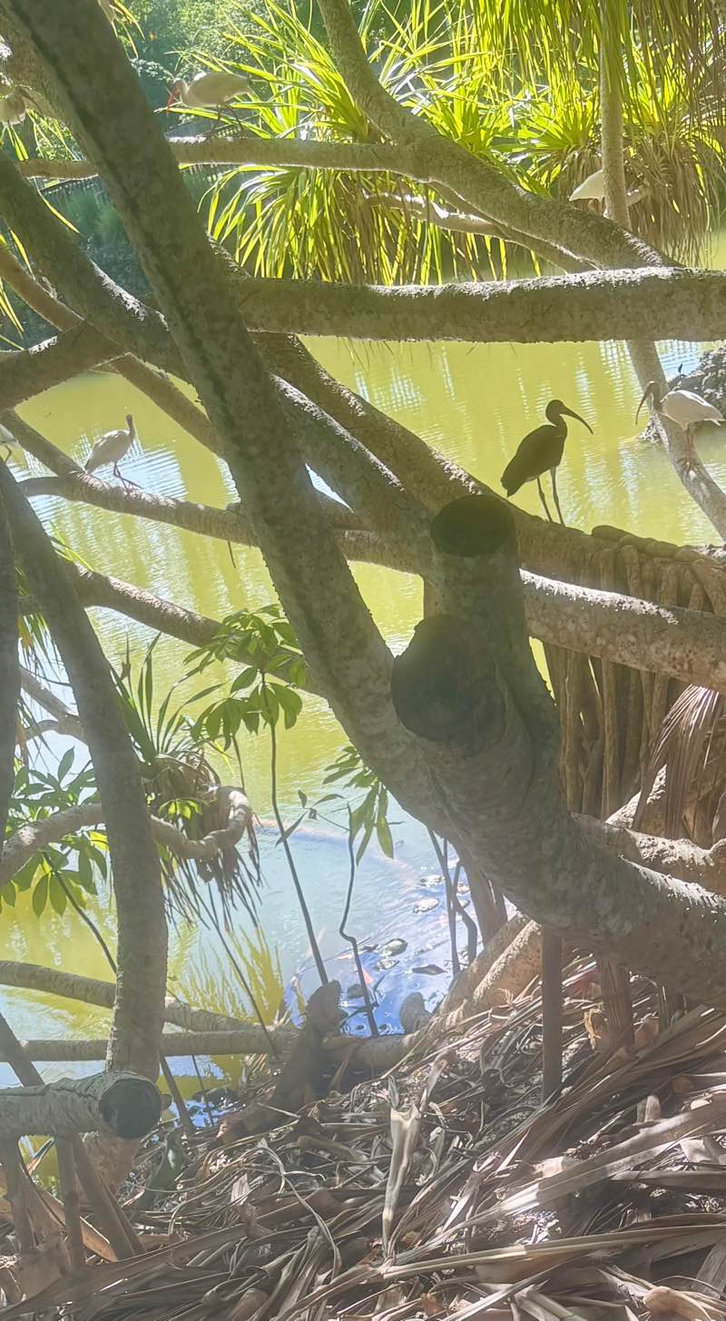 walking near me in Fruit and Spice Park in spring