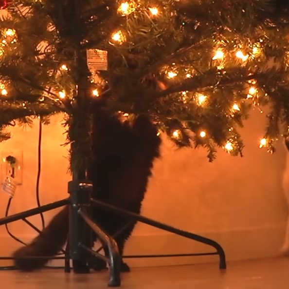 Sporting Celts 2 Sporting Celts 2 post image