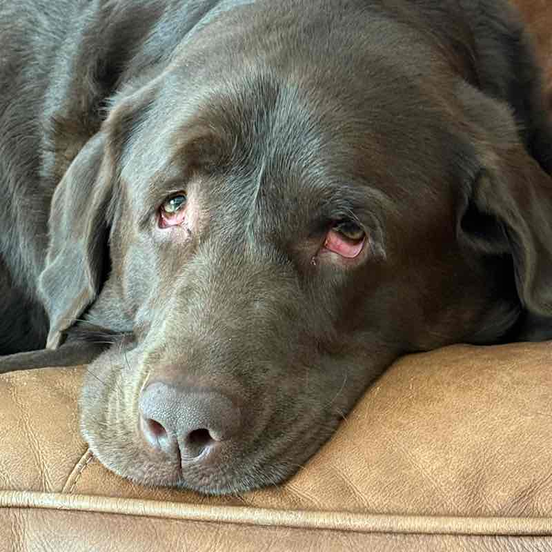 koala pacer 🐨 post 2