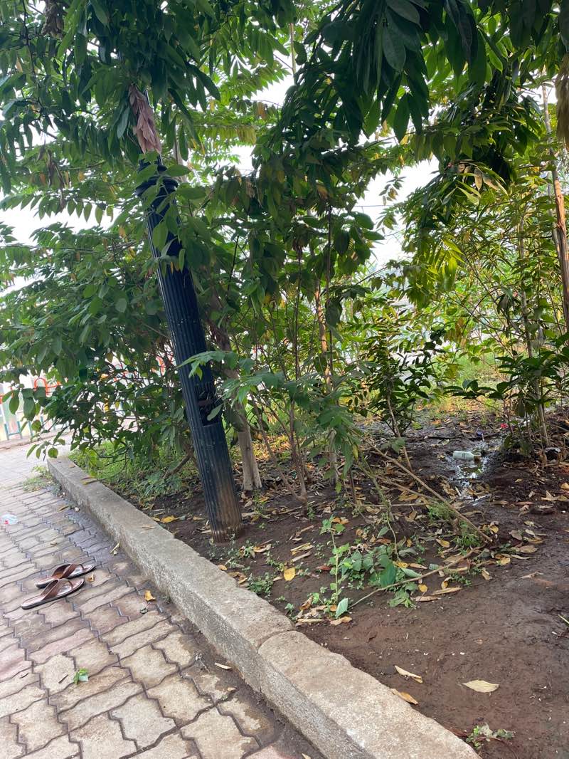 walking near me in Achole Garden in spring