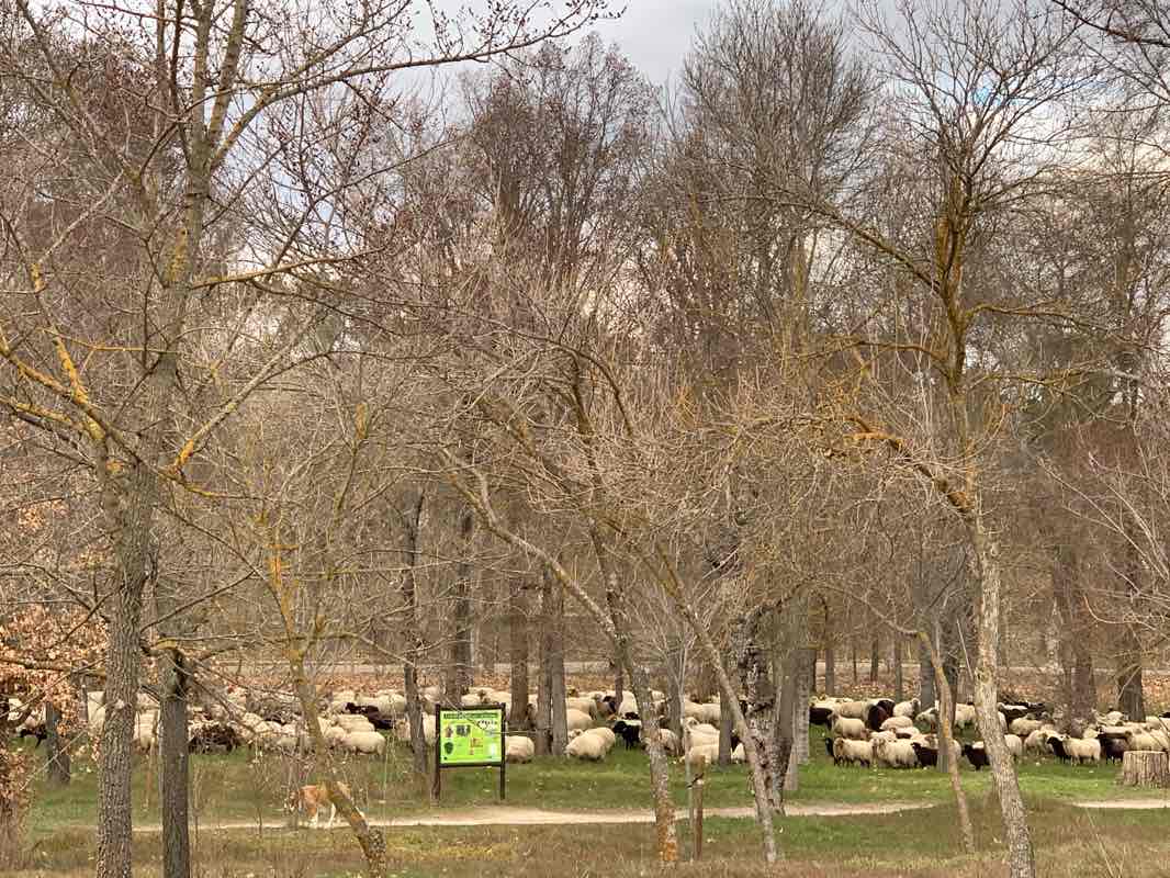 walking near me in Parque de la Cruz de la Atalaya in winter