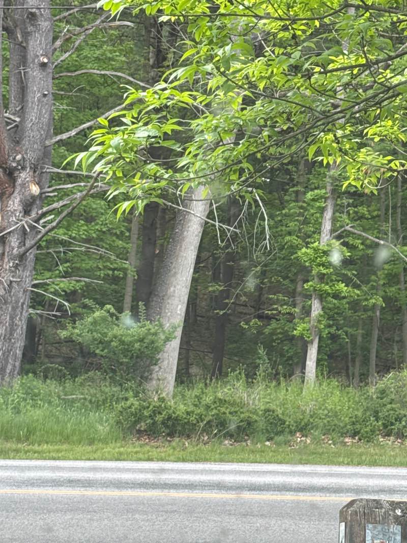 walking near me in Powder Mills Park in summer