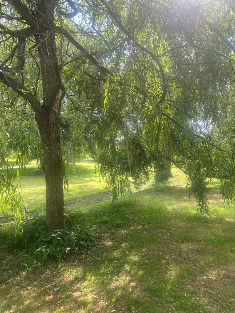 walking near me in Glebe Gardens in summer