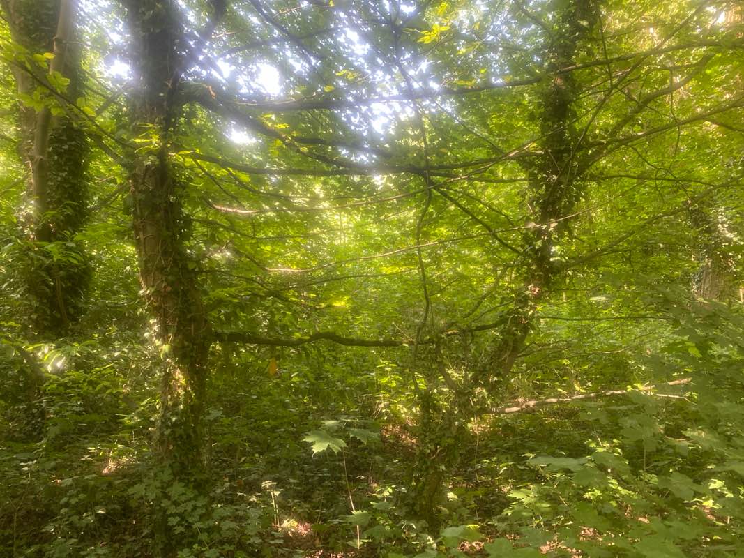 walking near me in Black Dam in summer