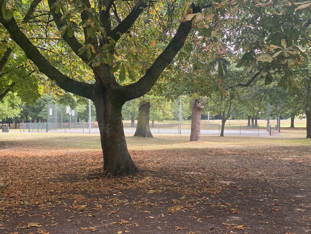 walking near me in Saint James’ Park in autumn