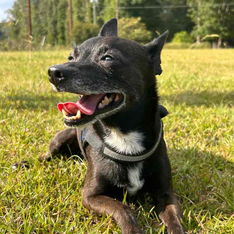 Salt Life and Fitness 🏃🏻‍♀️ MoparChic ✨(Star) ✨ post image