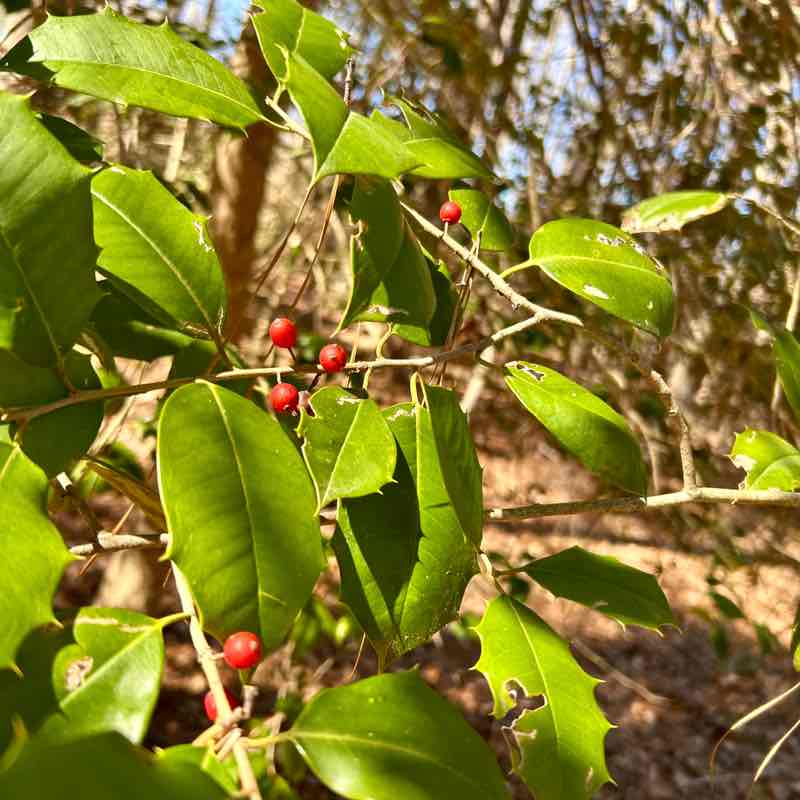 Salt Life and Fitness 🏃🏻‍♀️ MoparChic ✨(Star) ✨ post image