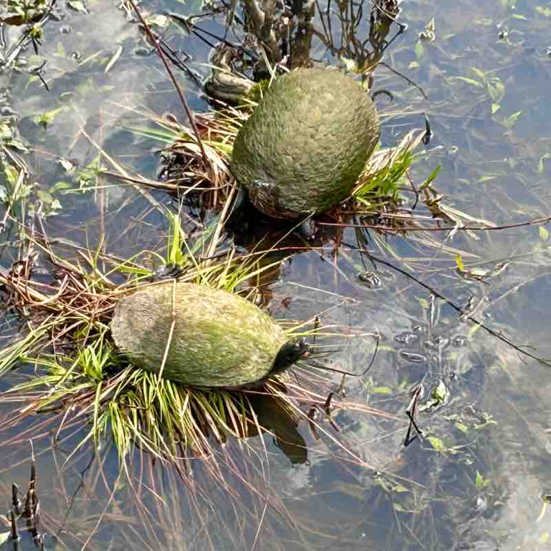 MoparChic ✨(Star) ✨ post 2