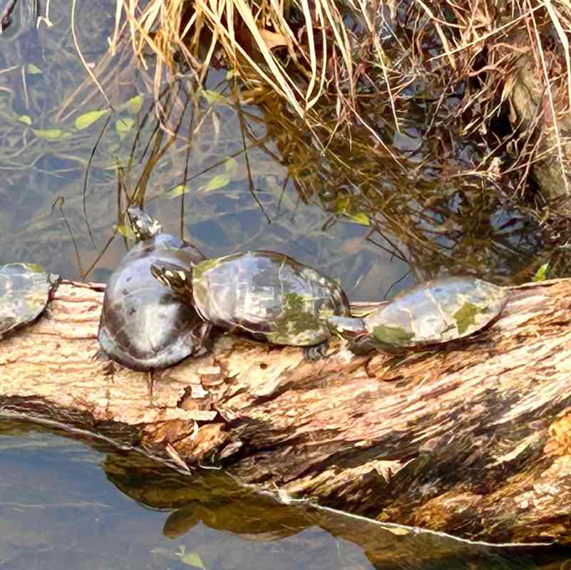 MoparChic ✨(Star) ✨ post 1