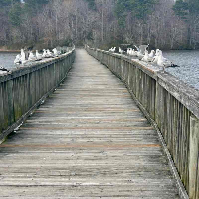 MoparChic ✨(Star) ✨ post 3