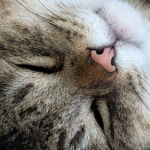 エゾネコ profile
