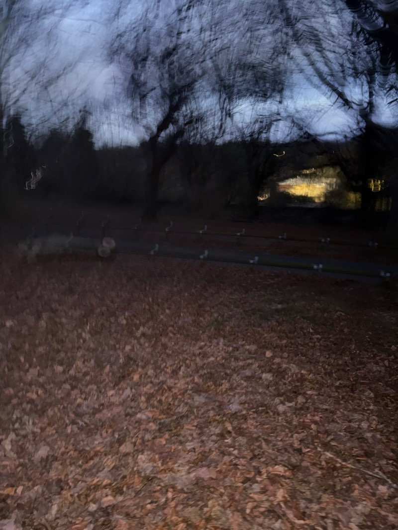 walking near me in Mote Park in winter