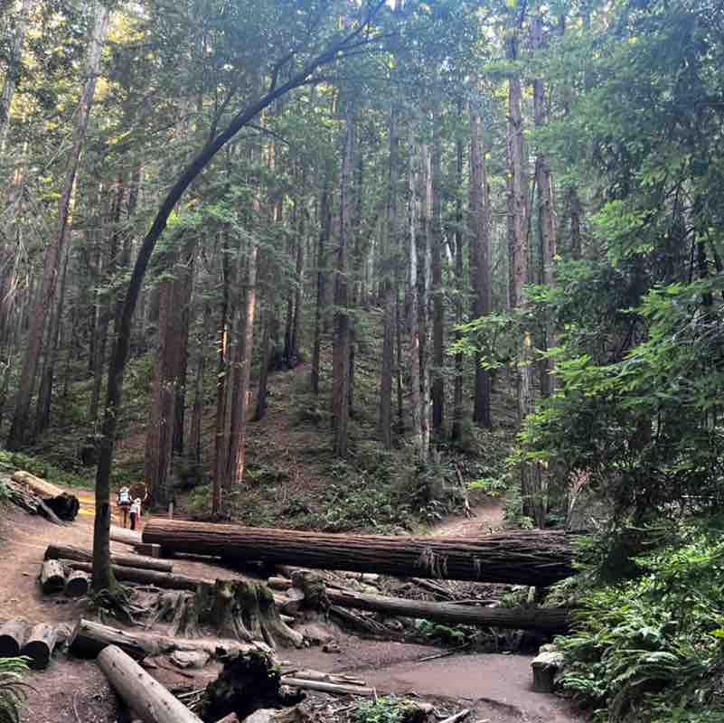 Pacerguy Elio post 1