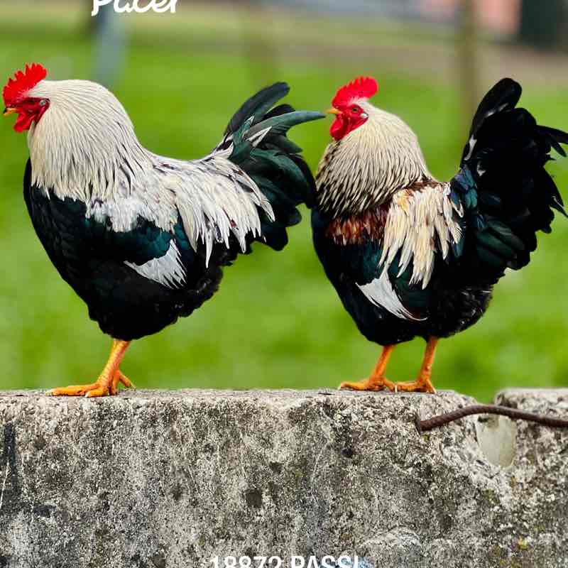 Leonardo 🏃🏻‍♂️ post 1