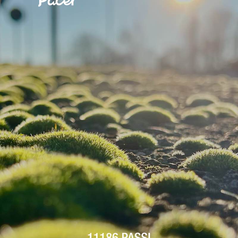 Leonardo 🏃🏻‍♂️ post 1