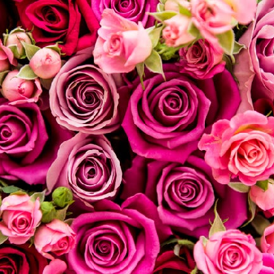 Valentine's Day π₯°πππΉπβ€οΈπ©·ππ icon