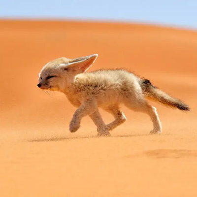 Cross the Libyan Sahara Desert 🏜️ icon