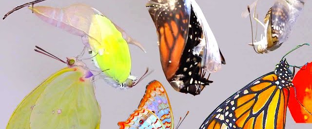 challenge background