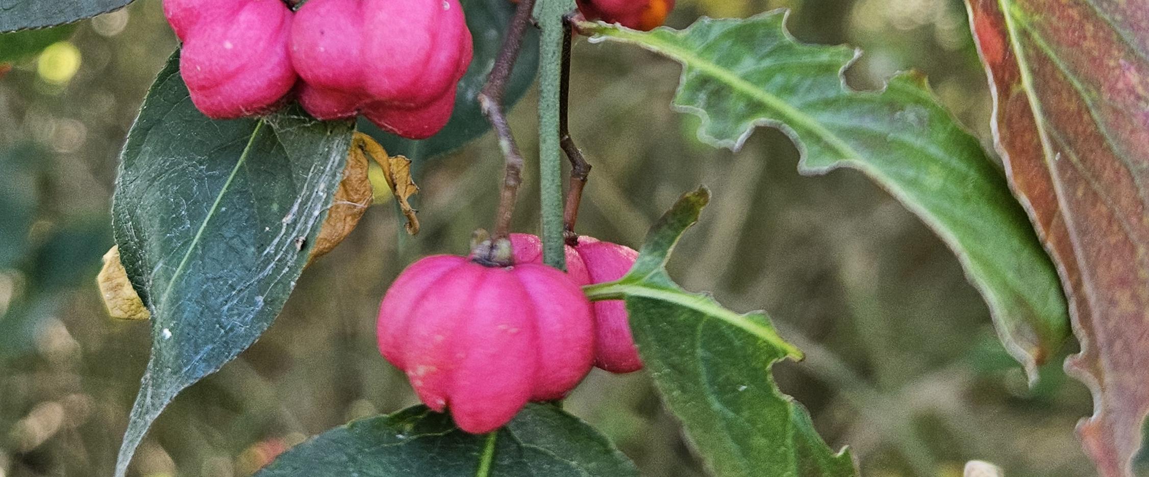 challenge background