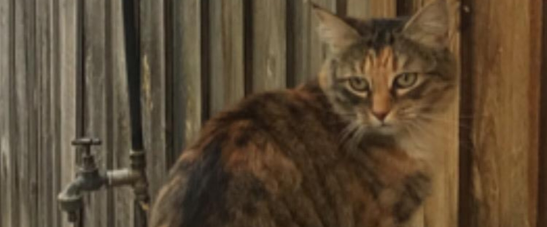 challenge background