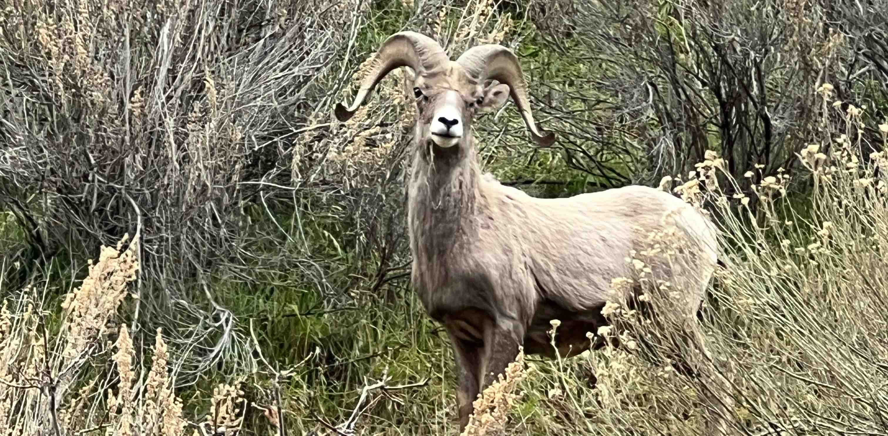 challenge background