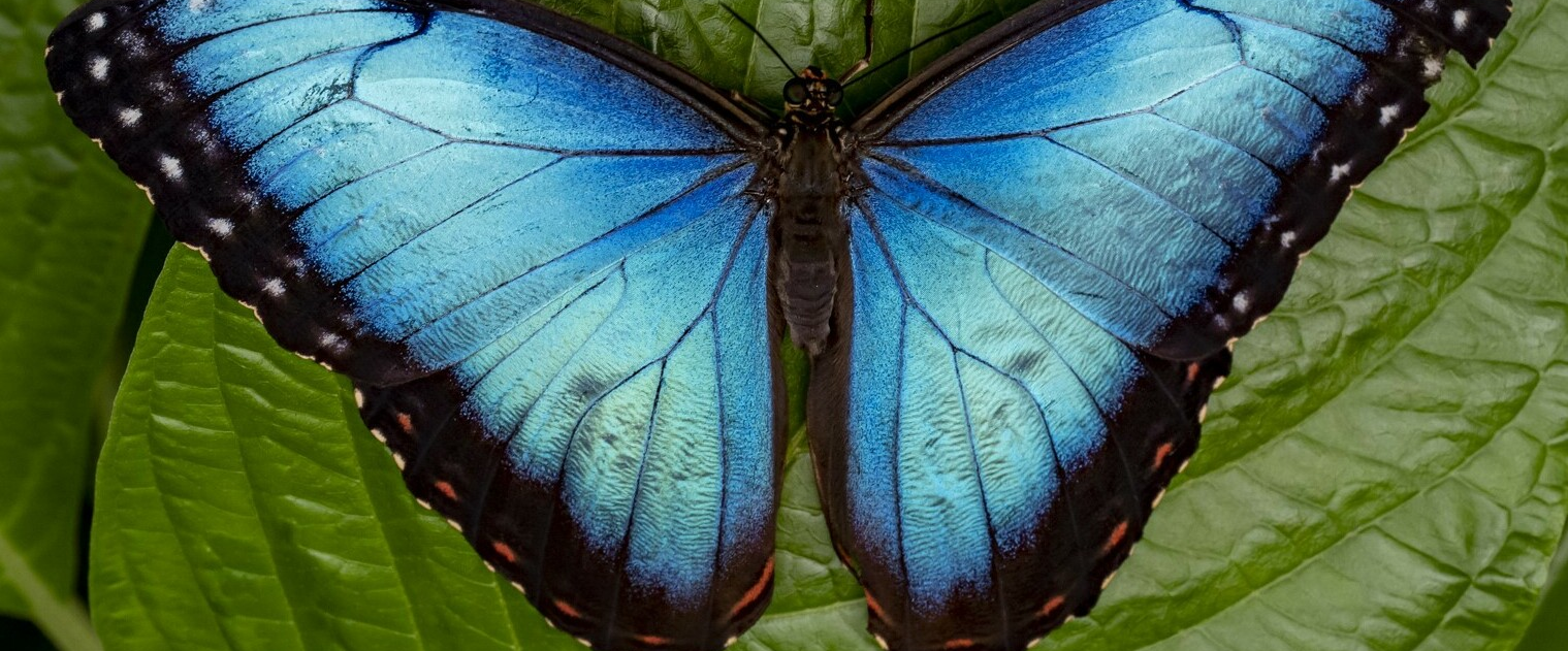 challenge background