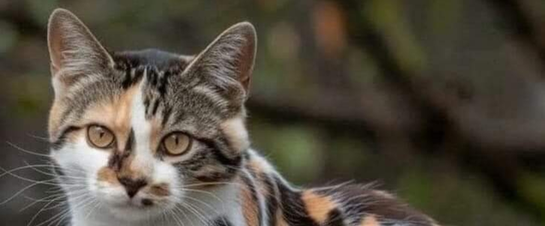 challenge background