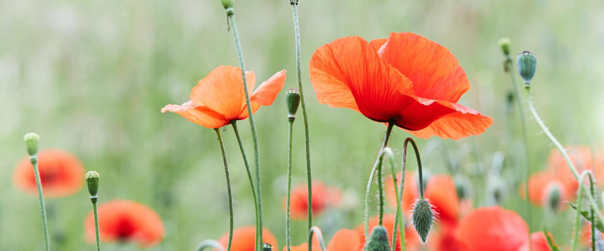 Poppy Fields π₯π₯π₯ logo