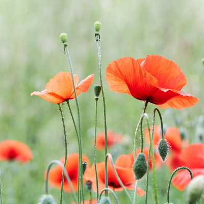 Poppy Fields π₯π₯π₯ icon