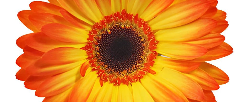 Daizy Daisy Challenge ๐๐ผ๐ธ๐ต๐น logo