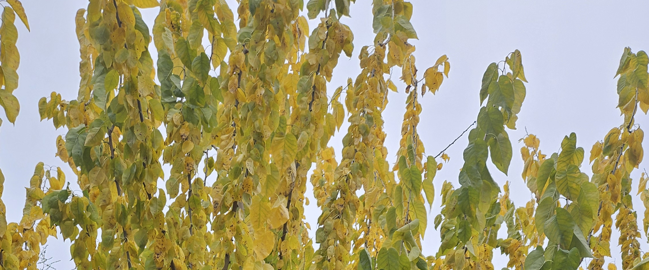 challenge background