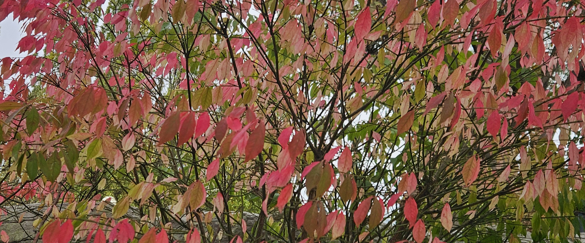 challenge background