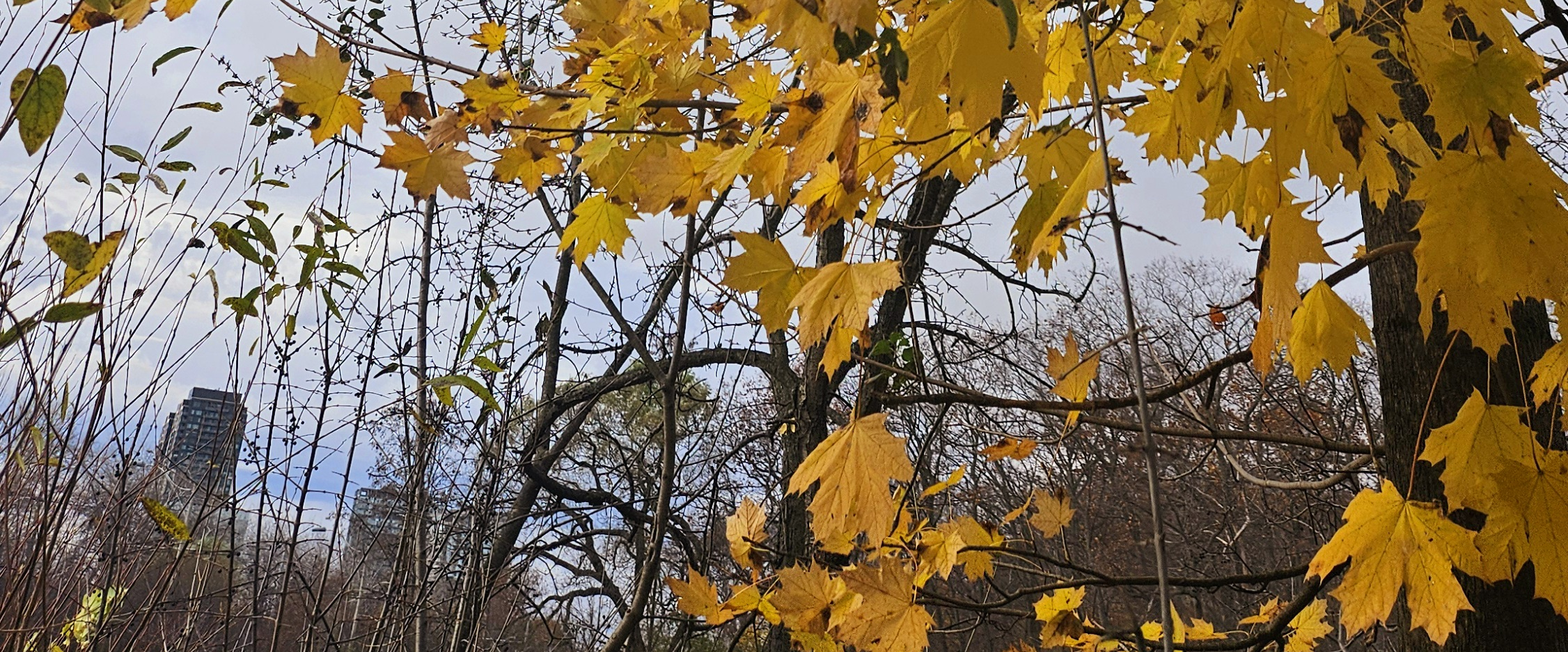 challenge background