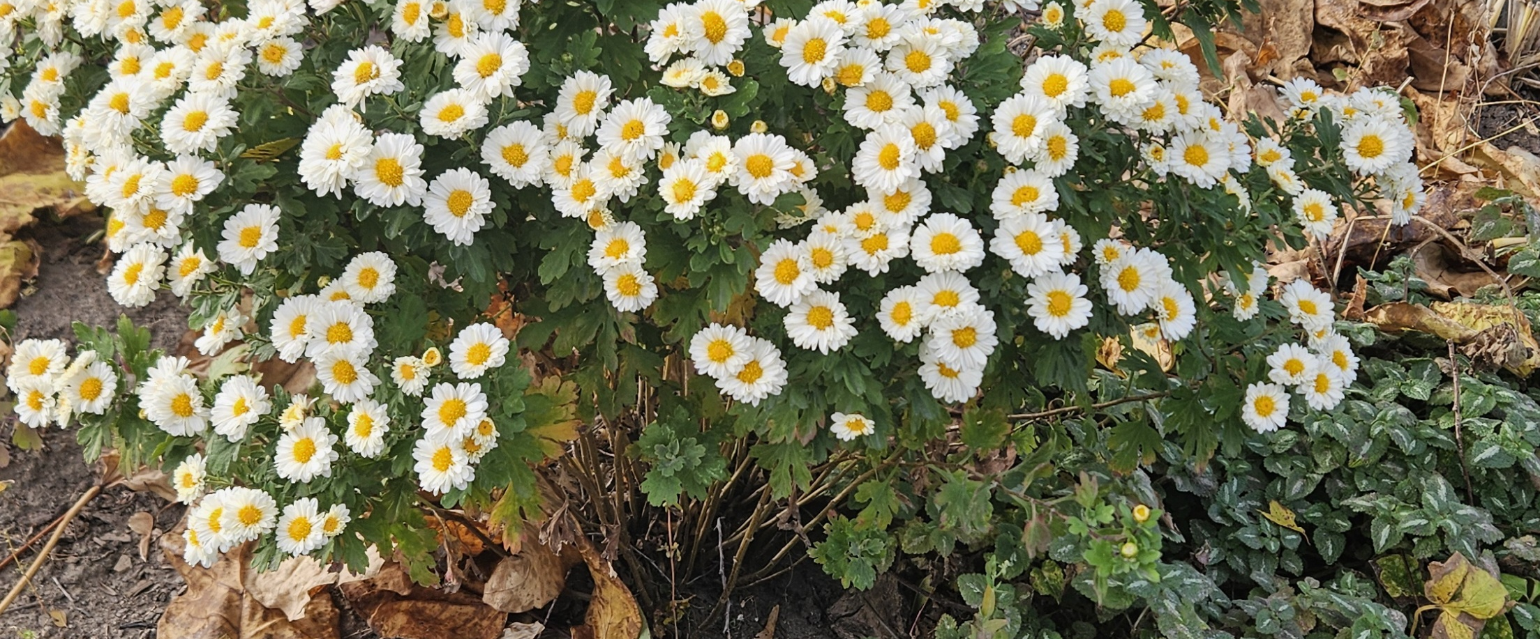 challenge background