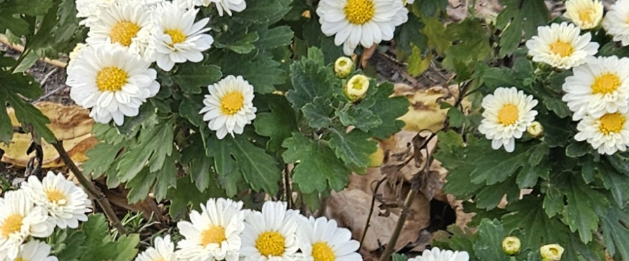 challenge background