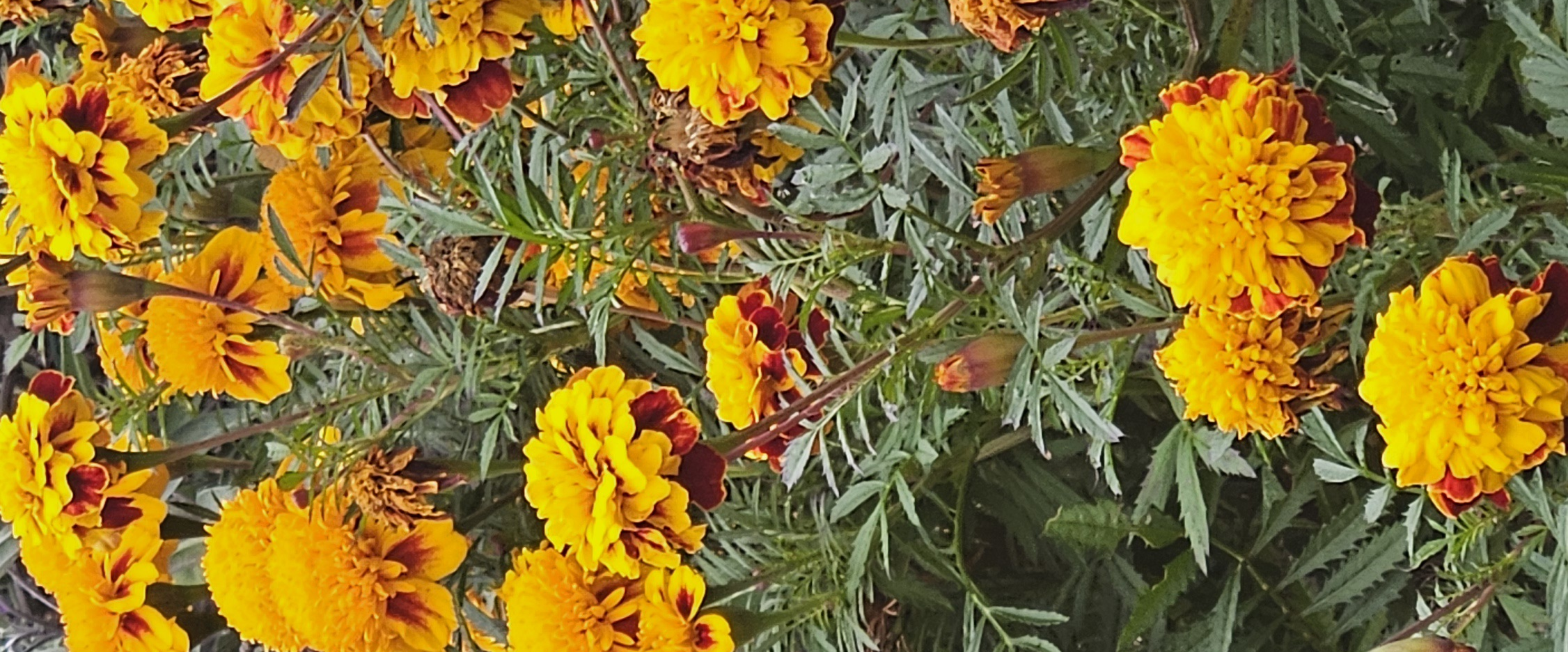 challenge background