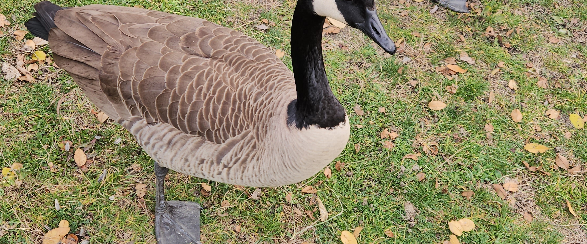 challenge background