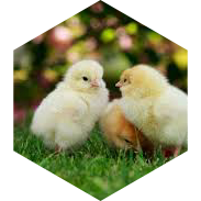 ๐ฃ 3000 ๐ฃ ร PETIT PAS ๐ฅ icon