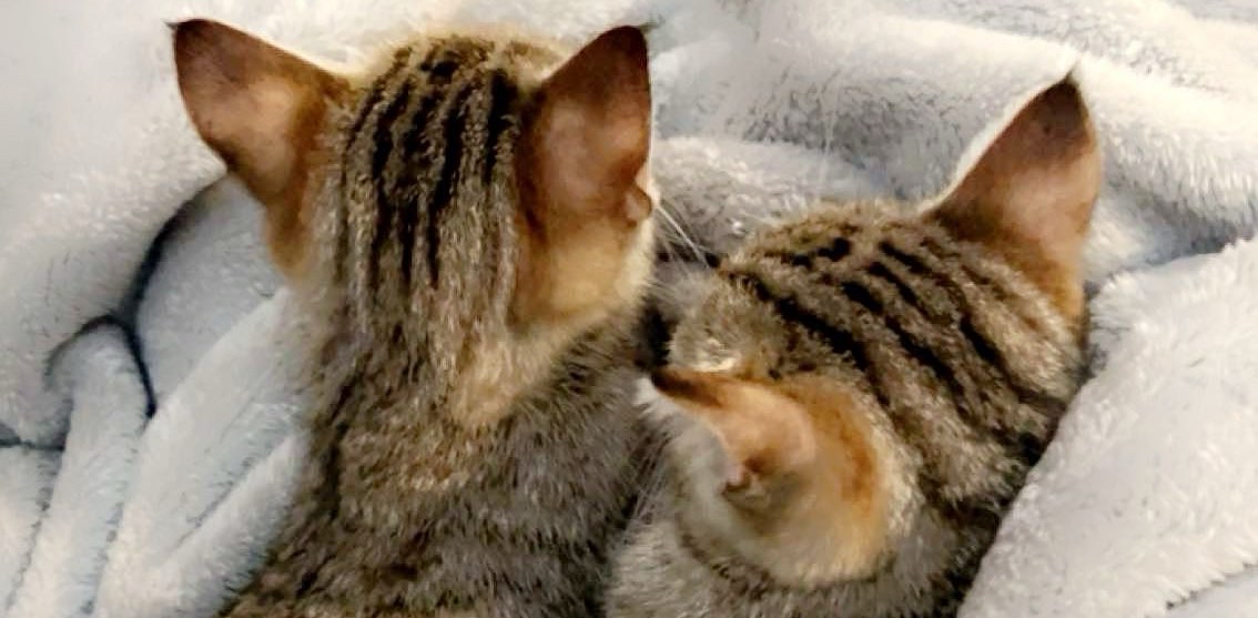 challenge background