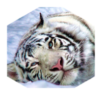 Белый тигр icon