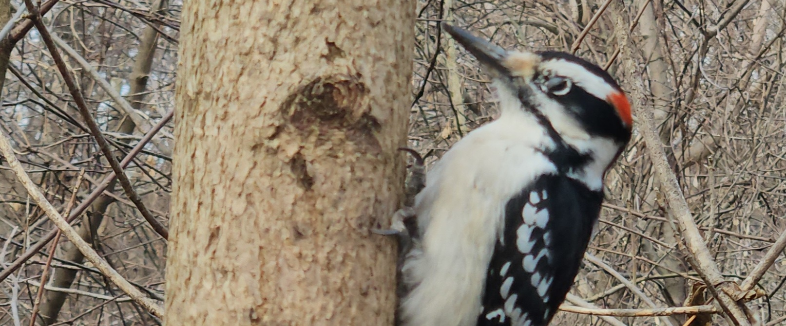 challenge background