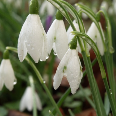 🌸JANUARY FLOWERS🌸 icon